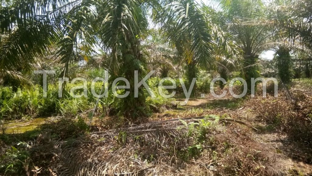 Crude Palm Oil-Palm Acid Oil-Palm Kernel Shell