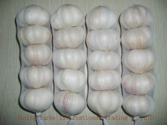 FRESH GARLIC/FROZEN GARLIC