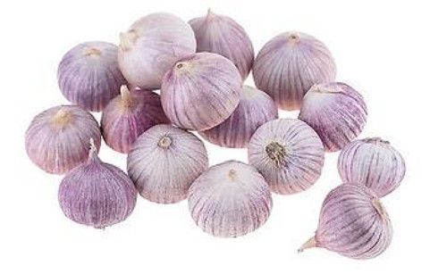 Solo garlic