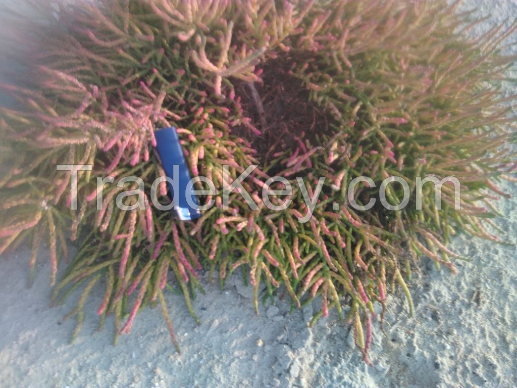 Salicornia Evropia