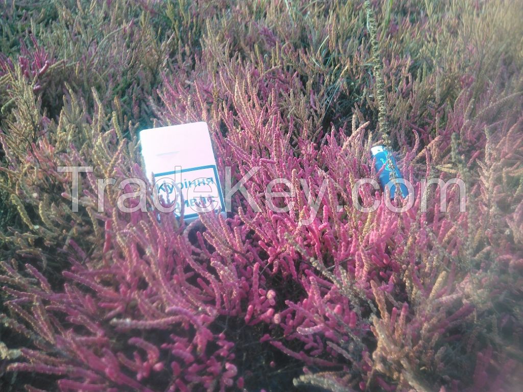 Salicornia Europaea salicornia seeds 