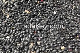 Black Kidney Beans