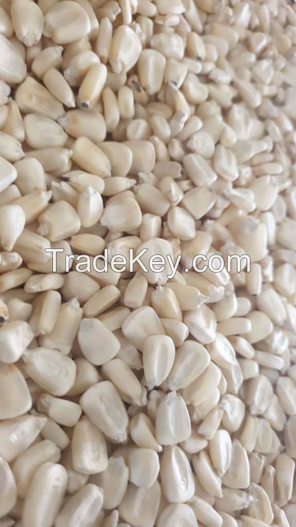 Grade A White Corn / White Maize (non Gmo White Corn)