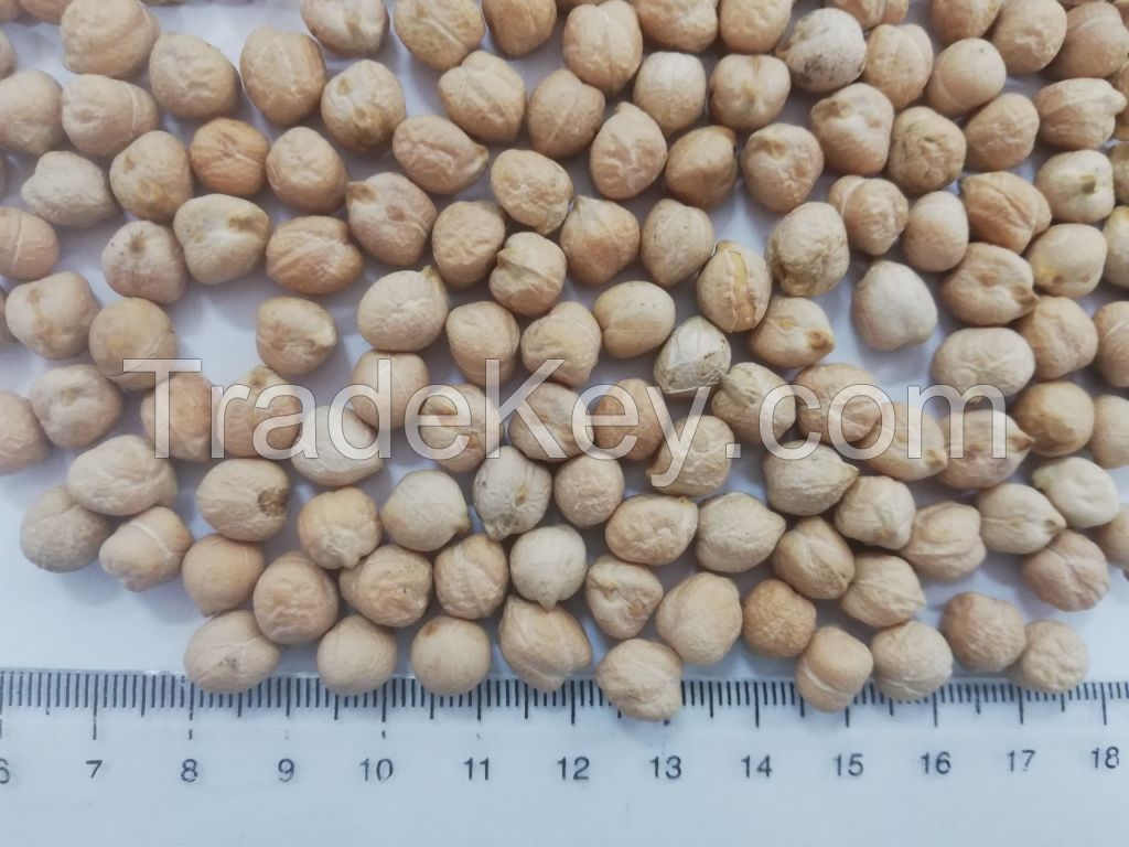 Kabuli Chickpeas