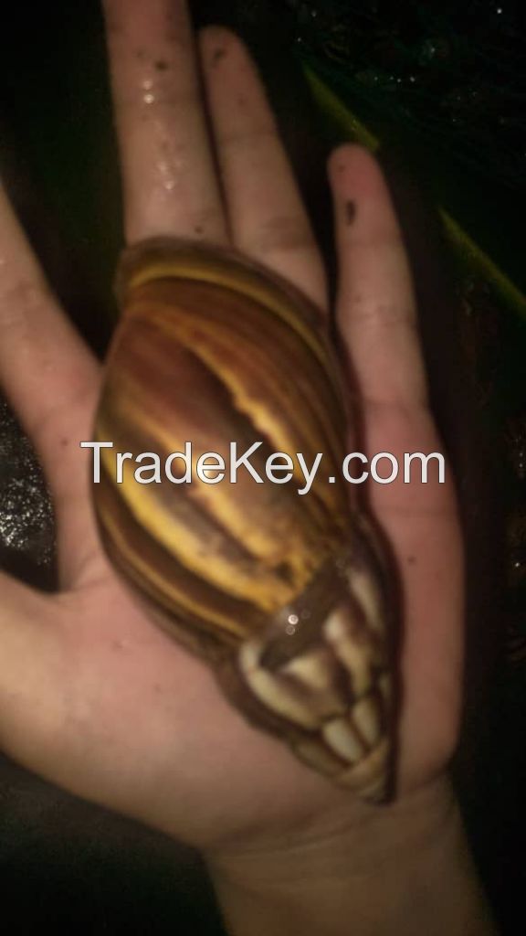 snail slime & live snails
