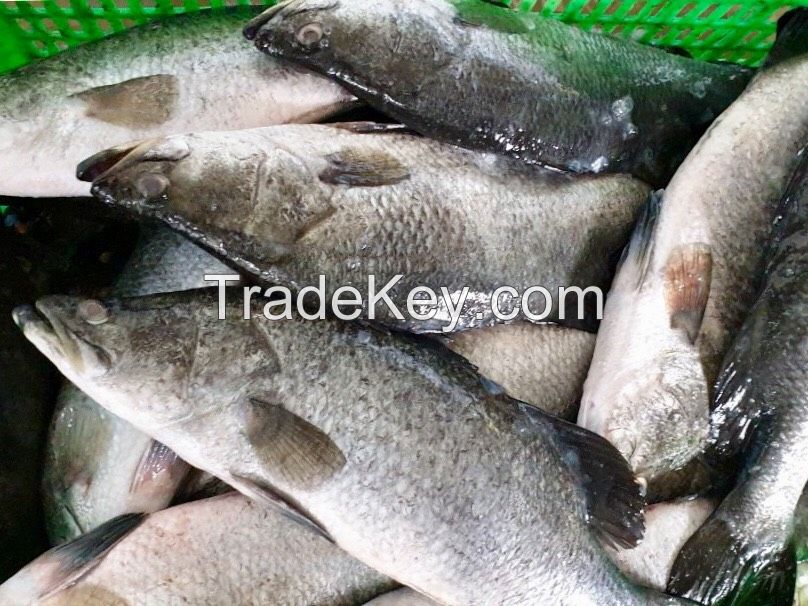 Frozen Barramundi Whole Round