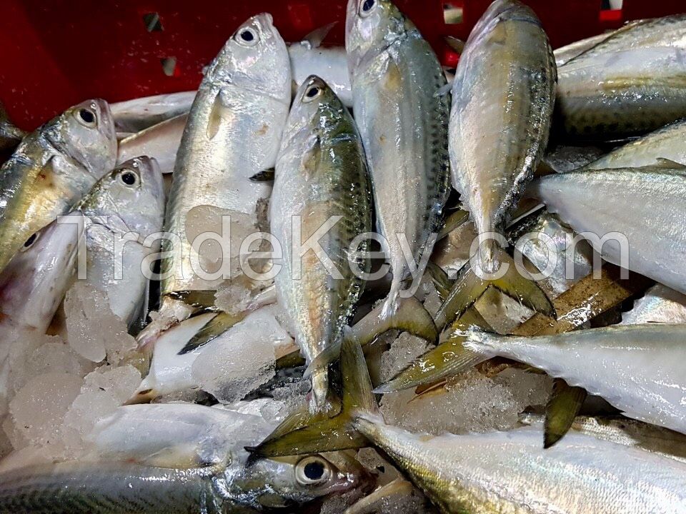 Frozen Indian Mackerel Whole Round