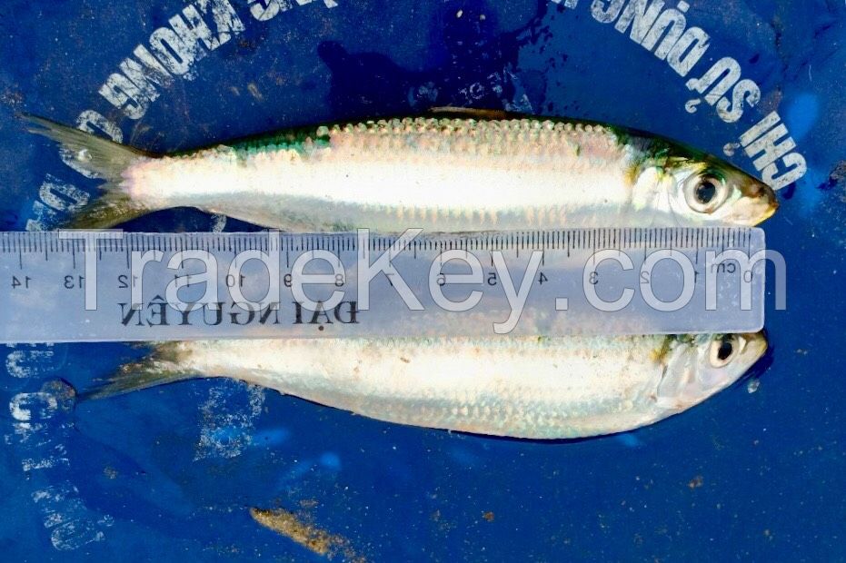 Frozen Herring Fish Whole Round