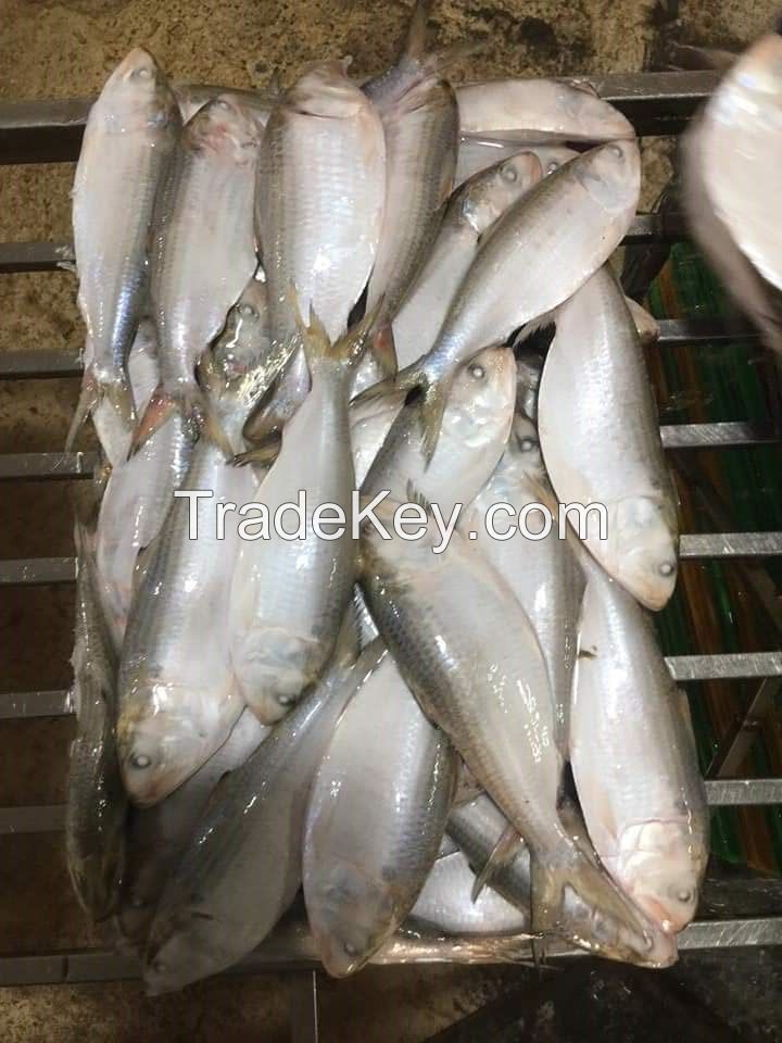 Frozen Sardine Whole Round