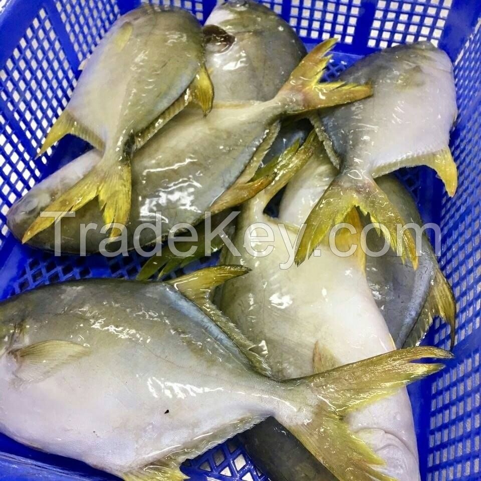 Frozen Golden Pomfret whole round