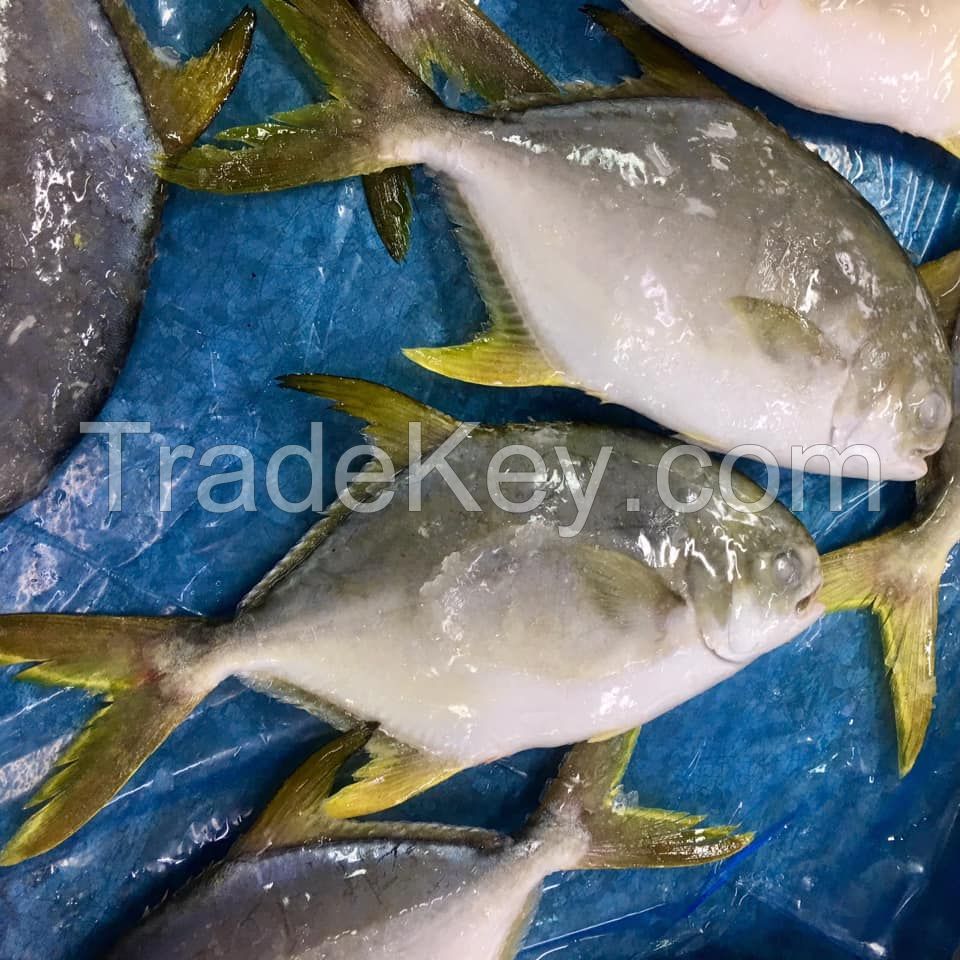 Frozen Golden Pomfret whole round