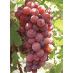 Grape Seed Extract