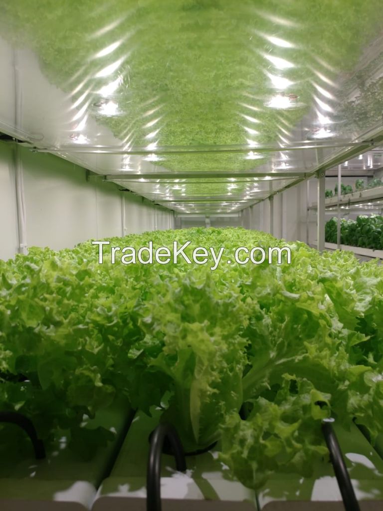 Hydroponic Grow Container