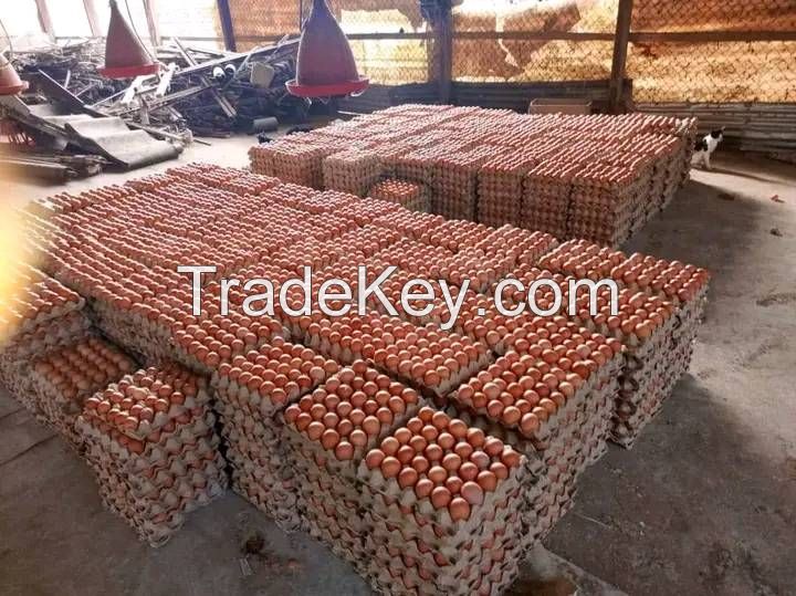 Best Quality Fresh Brown Table Chicken Eggs Cheap Fresh Chicken Table Eggs Fresh Chicken in Bulk Brown Eggs