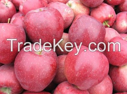 Bulk Sales Fresh Apples