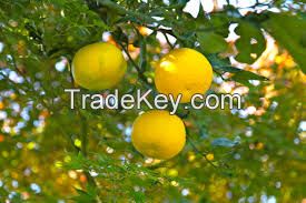 Yuzu Extract Juice