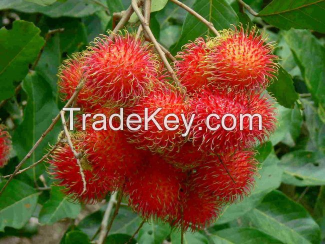 HIGH QUALITY EXOTIC FRESH FRUITS - NATURAL SWEET FLESH RAMBUTAN FRUIT