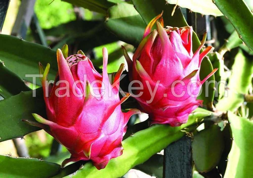 FRESH TROPICAL FRUIT IN VIET NAM DRAGON FRUIT