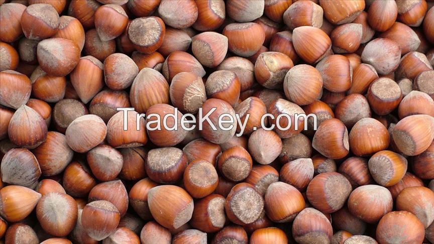 Turkish Hazelnut