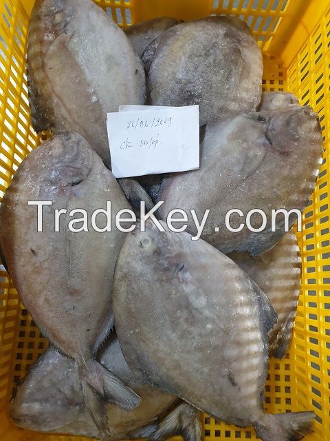 Frozen Black Pomfret, Whatsapp +84.907956597