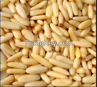 High Quality Pine Nuts from Turkey
