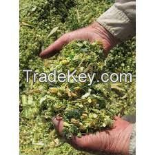 Corn Silage