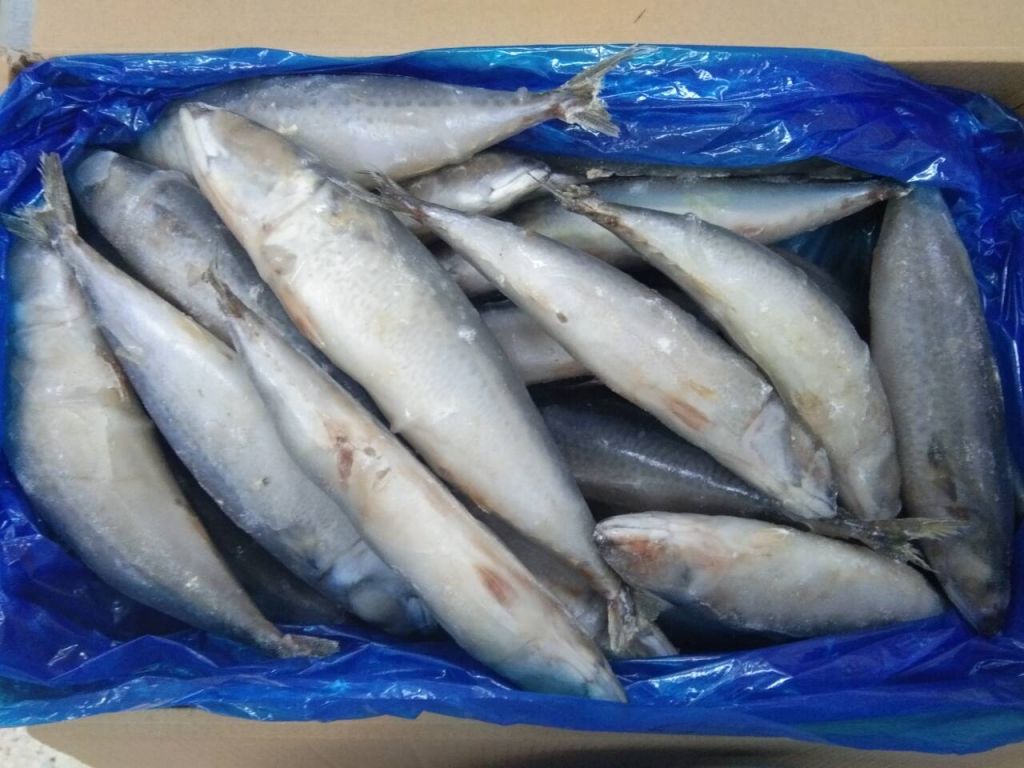 Stock In Sharjah Refrigeration Frozen Pacific Mackerel