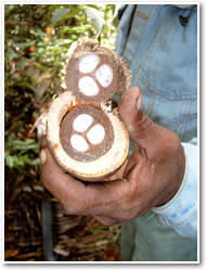 baba&ccedil;u palm coconut to briquetes and seeds for biodiesel o