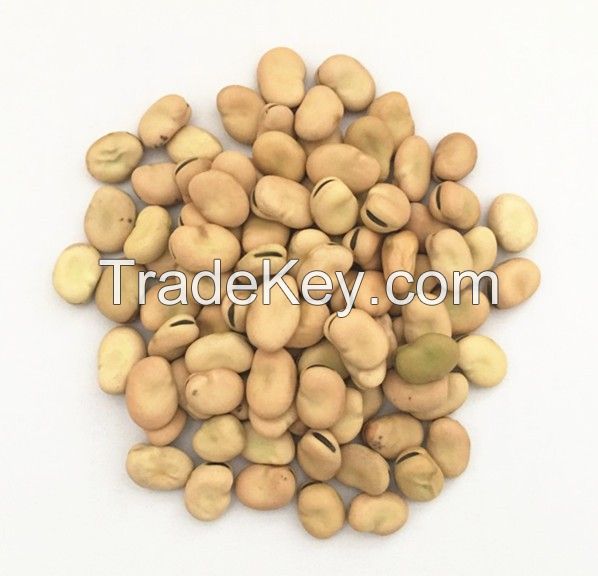 Fava faba broad bean