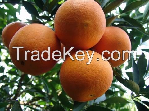 Fresh Navel Oranges From South Africa, Natural Juicy Citrus Fruits