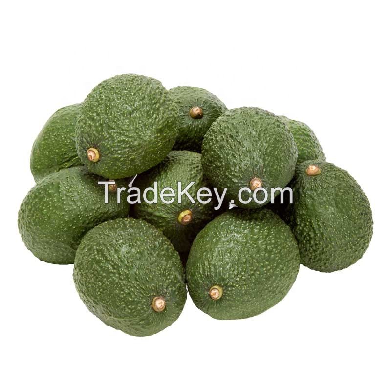 Fresh Avocado / Hass Avocado, Fuerte Avocado For Sale