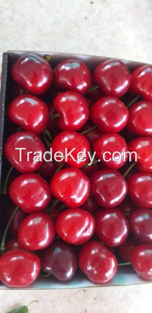  High Quality Natural Taste Red Farm Fresh Cherries for Sale