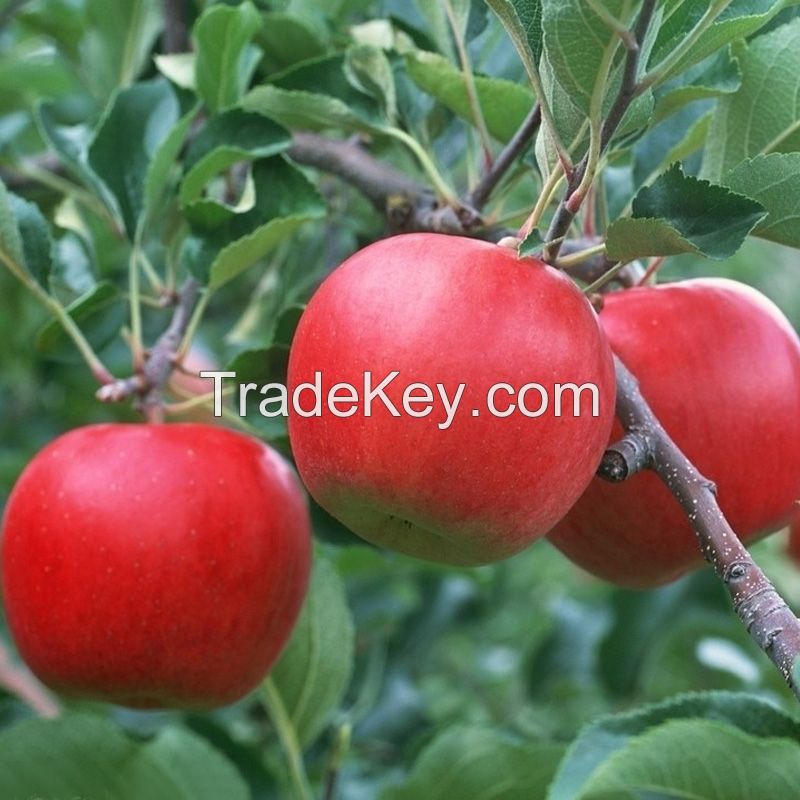 Fresh Fruits Red Fuji Apples For Sell At Cheap Price