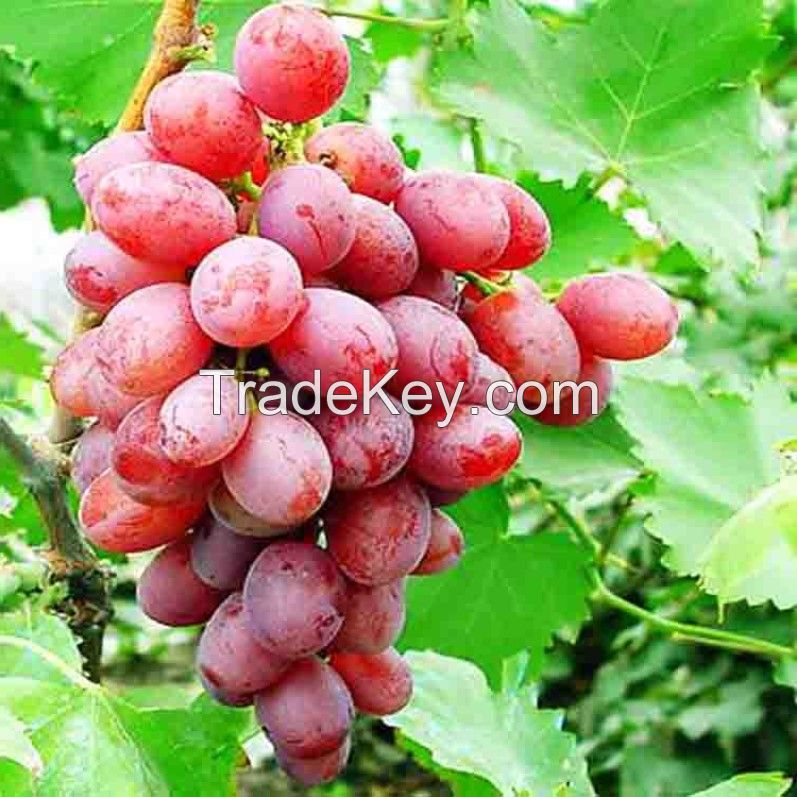  Hot Selling Top Quality Crimson Seedless Grapes For Wholesale From South Africa