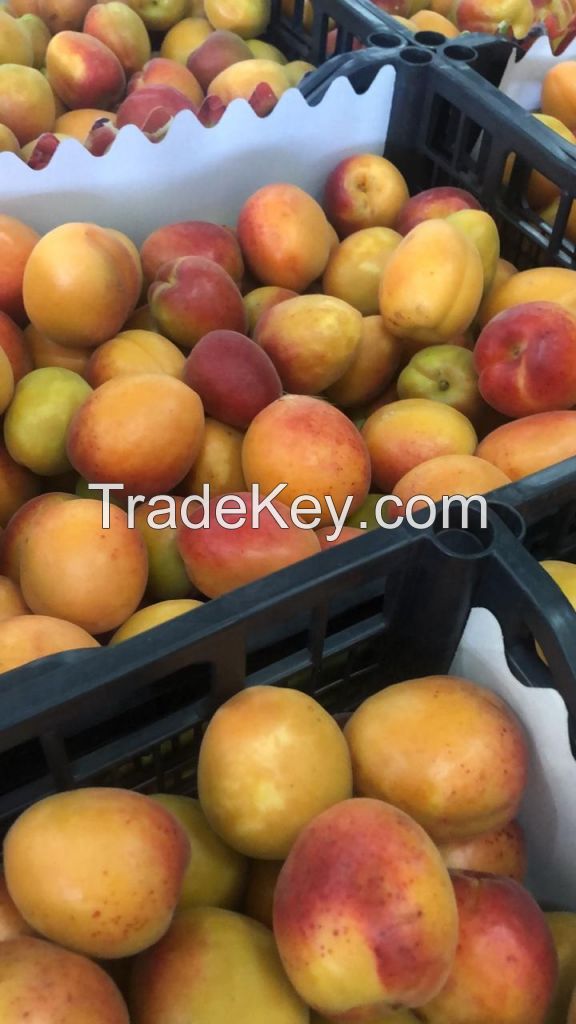 Cheap Fresh Apricots Best Quality From South Africa