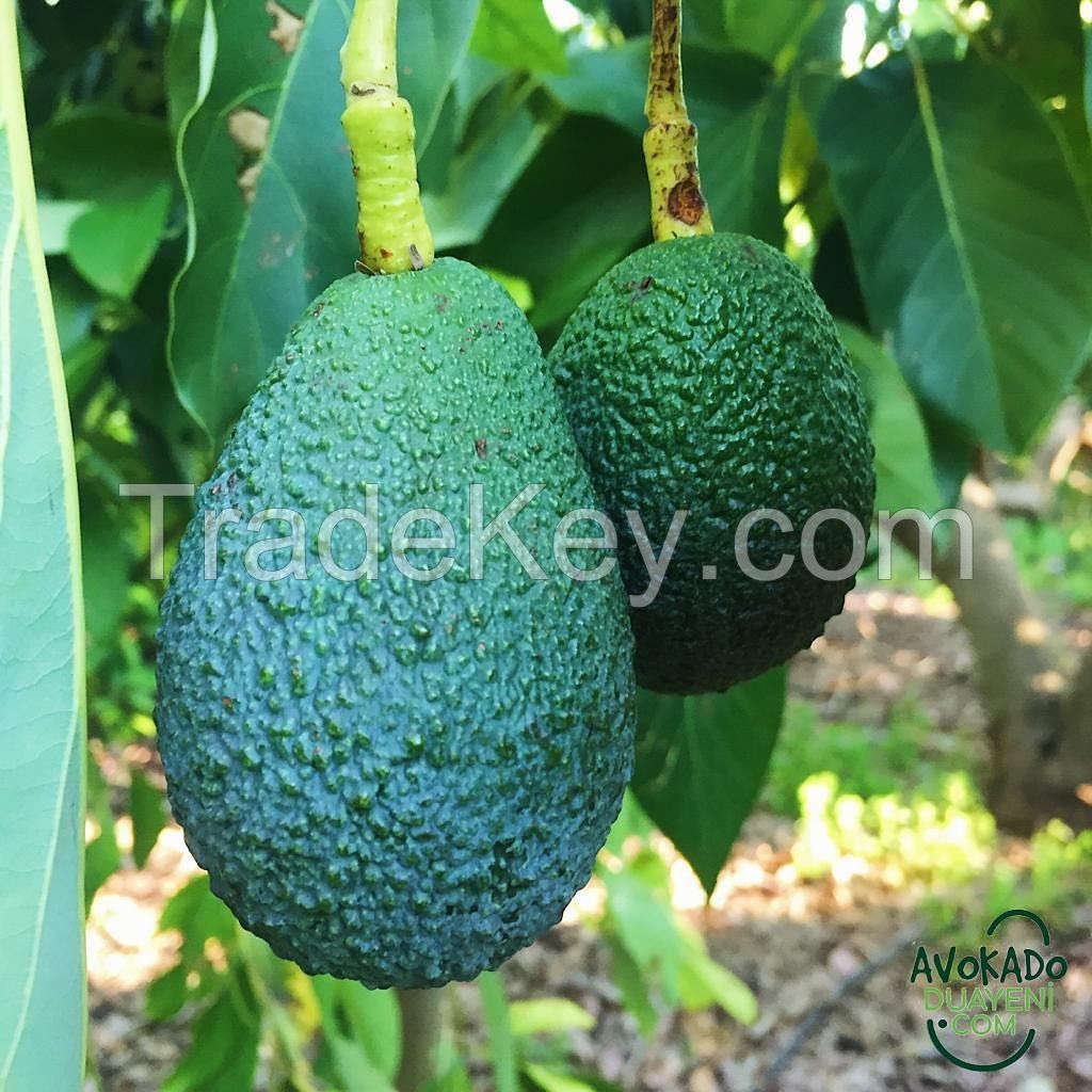 Fresh Avocado / Hass Avocado, Fuerte Avocado For Sale