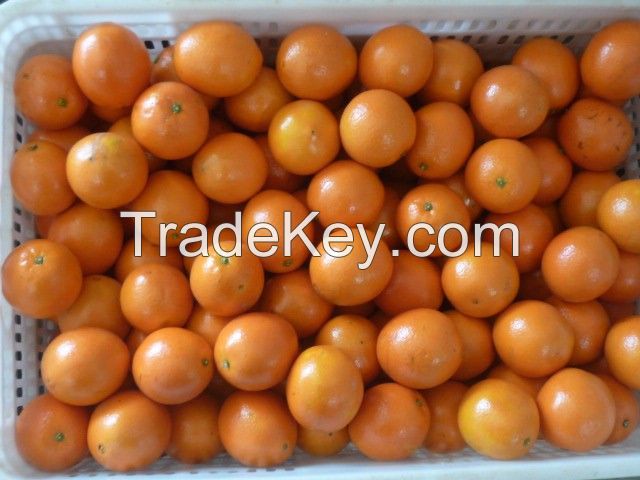 Fresh Navel Oranges From South Africa, Natural Juicy Citrus Fruits