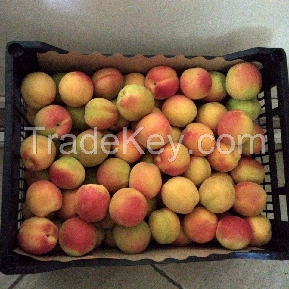 Cheap Fresh Apricots Best Quality From South Africa