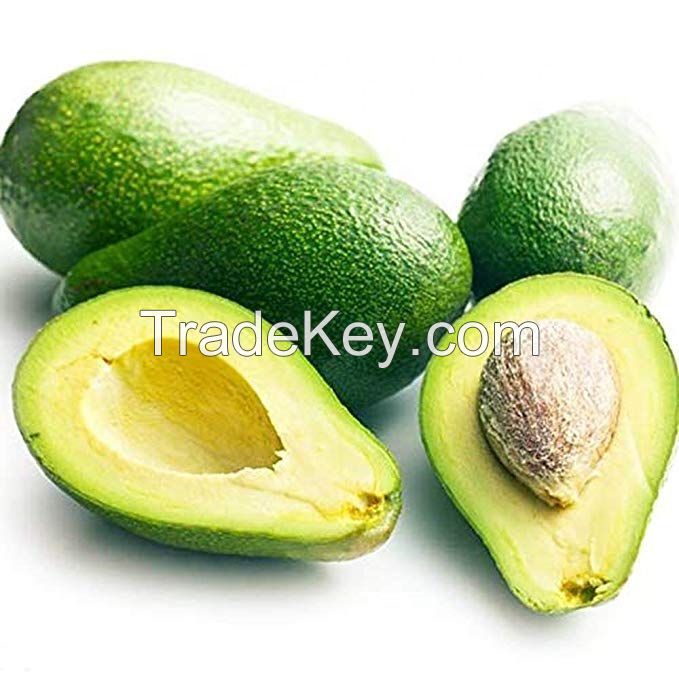 Fresh Avocado / Hass Avocado, Fuerte Avocado For Sale