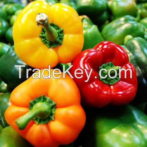 Fresh Capsicum (yellow, orange, Red,)Wholesale Capsicum / Fresh Capsicum Vegetable