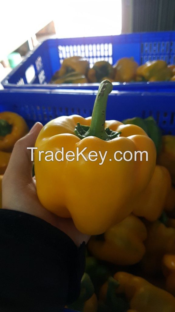 FRESH CAPSICUM (YELLOW, GREEN, RED) CHEAPEST PRICE FROM SOUTH AFRICA WHOLESALE PRICE