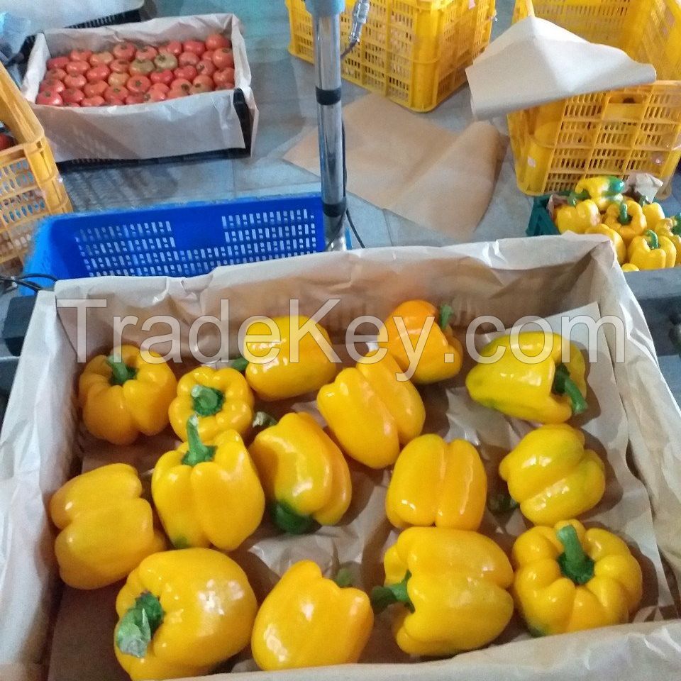 FRESH CAPSICUM (YELLOW, GREEN, RED) CHEAPEST PRICE FROM SOUTH AFRICA WHOLESALE PRICE