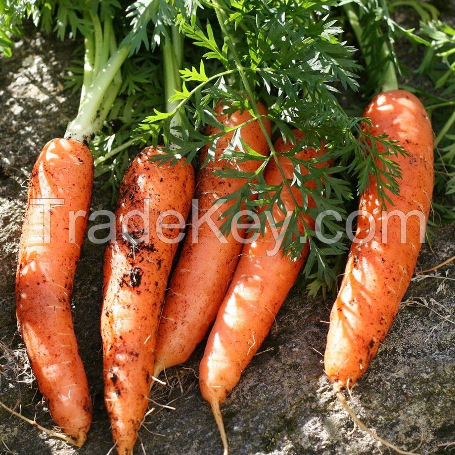 2021 Promotional Export Natural New Harvest Hot Selling Good South Africa Fresh Carrot