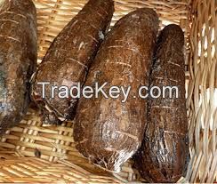 WHOLE CASSAVA ROOT // FRESH CASSAVA FROM FROM SOUTH AFRICA FOR EXPORT