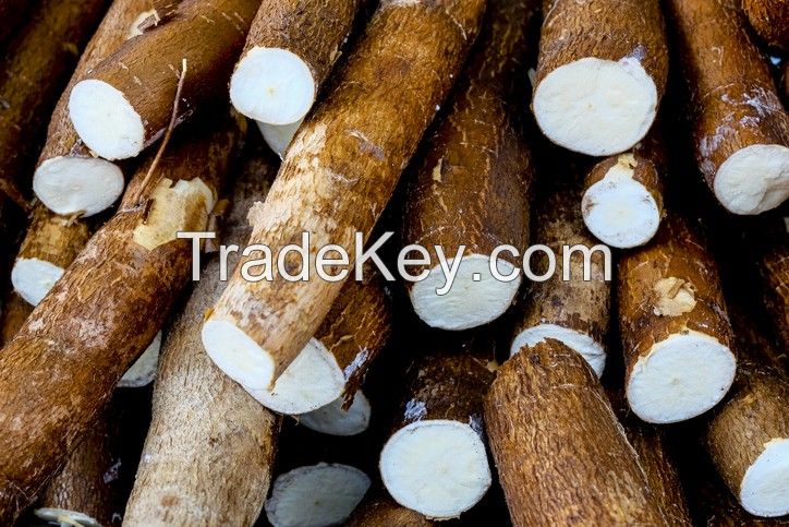 WHOLE CASSAVA ROOT // FRESH CASSAVA FROM FROM SOUTH AFRICA FOR EXPORT