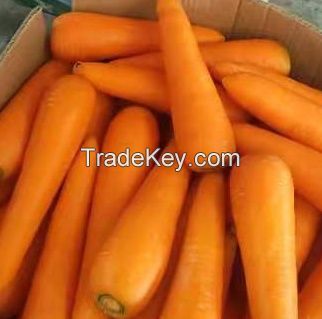 2021 Promotional Export Natural New Harvest Hot Selling Good South Africa Fresh Carrot