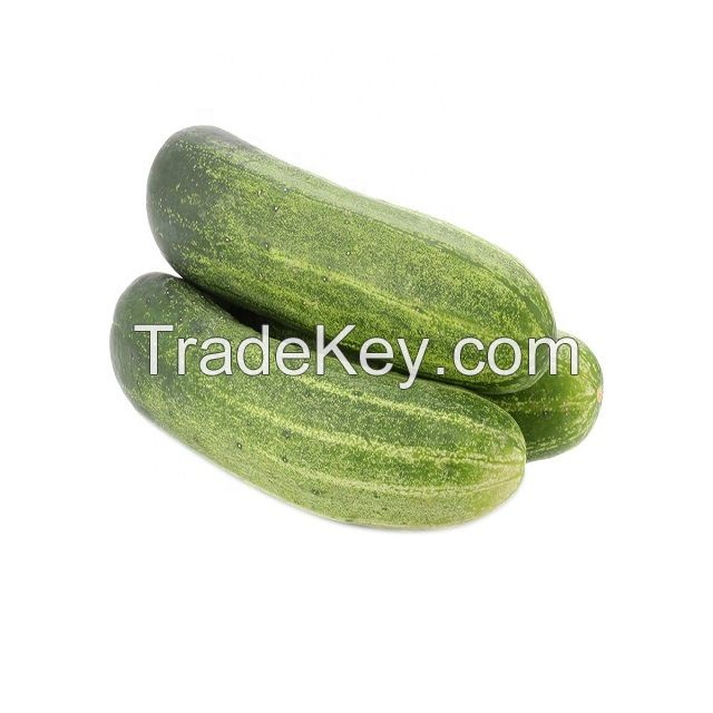 Wholesale Fresh Vegetables Importer Fruits 1 Grade Cucumber 100 25 Kg COMMON Cultivation 5.5 Cm with ISO Certification from CA;2