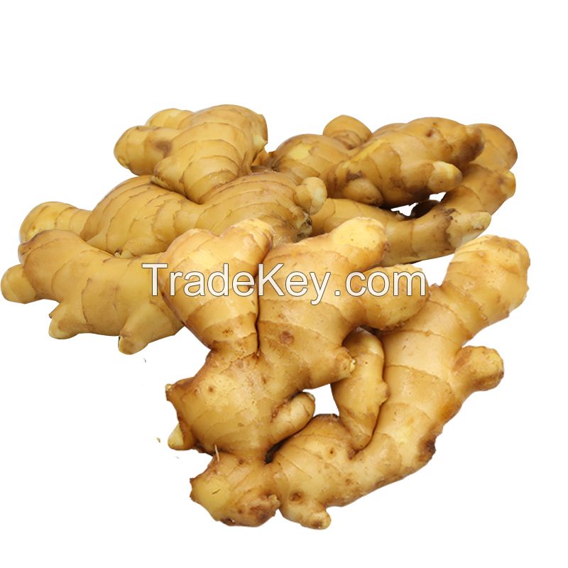 Wholesale organic fresh ginger for export fresh ginger supplier export bulk ginger