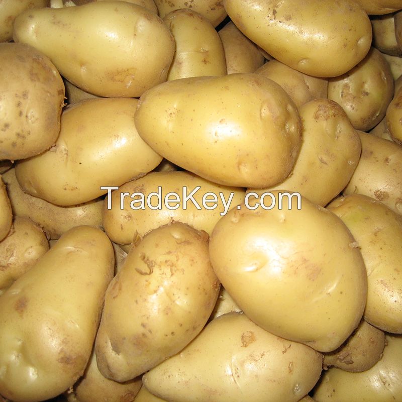 Potato fresh sweet potatoes high quality cheap price professional export wholesalers fresh potato
