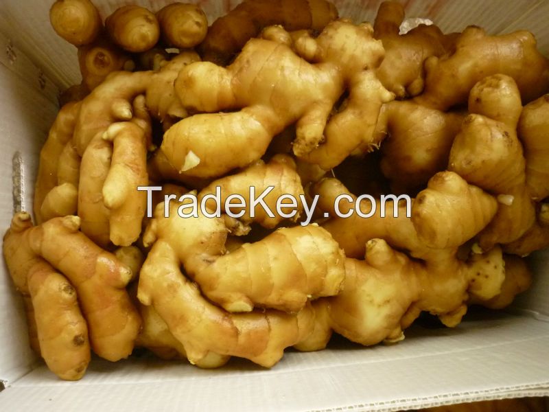 South African Fresh king of Ginger 150g/250g up 5kg/10kg/30LBS PVC Box sinofarm Ginger wholesale price per ton for importers of ginger